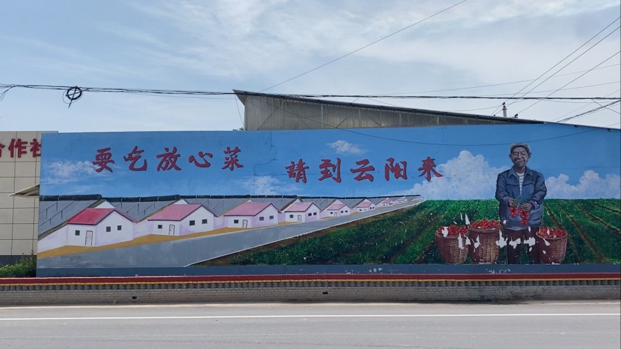 走田間地頭，啟思政新篇|西安理工大學(xué)“番茄派”隊社會實(shí)踐紀(jì)實(shí)