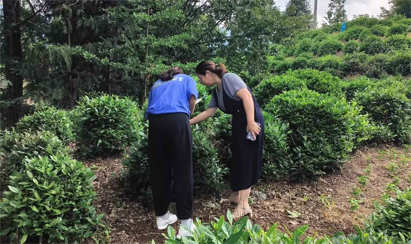 山東大學(xué)（威海）茶韻徽風(fēng)調(diào)研團(tuán)——茶香繞徽州，茶鄉(xiāng)旅致富